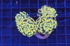 Euphyllia paraancora
