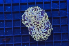 Euphyllia paraancora