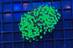 Euphyllia paraancora