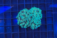 Euphyllia paraancora