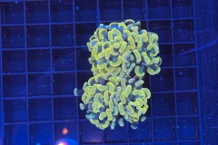 Euphyllia paraancora