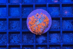 Rhodactis