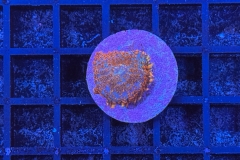Rhodactis