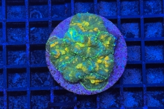 Rhodactis Multicolor