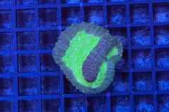 Symphyllia