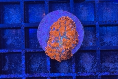Rhodactis