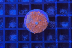 Rhodactis