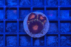 Acanthastrea lordhowensis