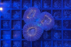 Lobophyllia