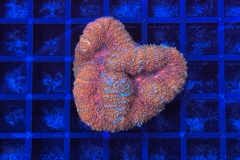 Symphyllia