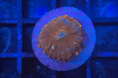 Rhodactis