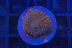Rhodactis