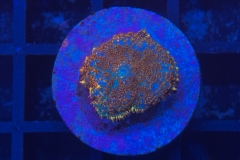 Rhodactis
