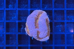 Symphyllia