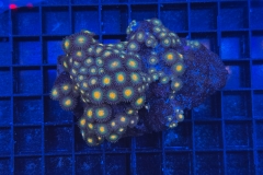 Zoanthus