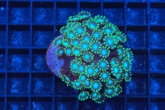 Alveopora 