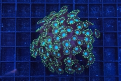 Alveopora 