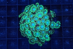 Alveopora 