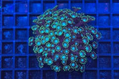 Alveopora 