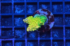 Acropora
