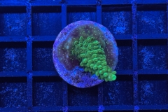 Acropora