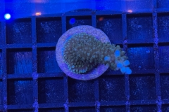 Acropora