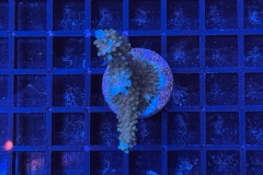 Acropora
