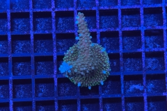 Acropora
