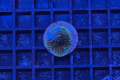 Acropora