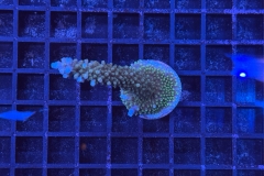 Acropora