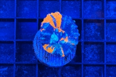 Scolymia