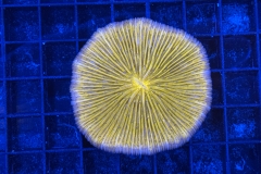 Fungia
