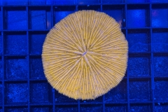 Fungia