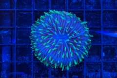 Fungia