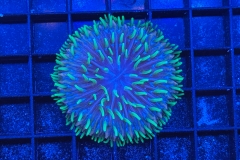 Fungia