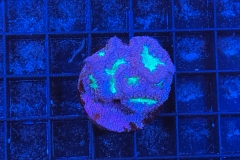 Blastomussa