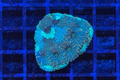 Acanthastrea echinata