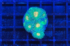 Acanthastrea echinata