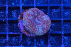Acanthastrea bowerbanki