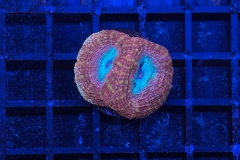 Acanthastrea bowerbanki