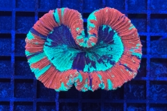 Trachyphyllia geoffroyi