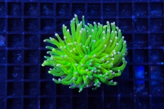 Euphyllia glabrescens Holy Grail