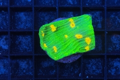 Chalice Ableger Space Invader