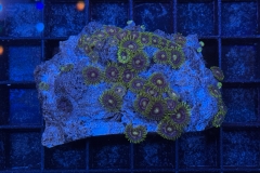 Zoanthus