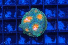 Acanthastrea echinata