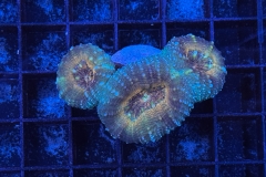 Lobophyllia