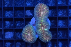 Lobophyllia