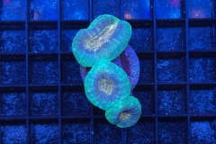 Lobophyllia