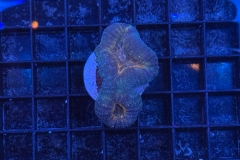 Lobophyllia