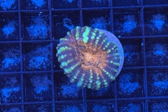 Lobophyllia